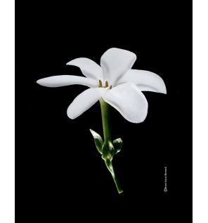 Monoï de Tahiti Tiaré – Huile Pure 150 ml | Naturado Appellation d’Origine